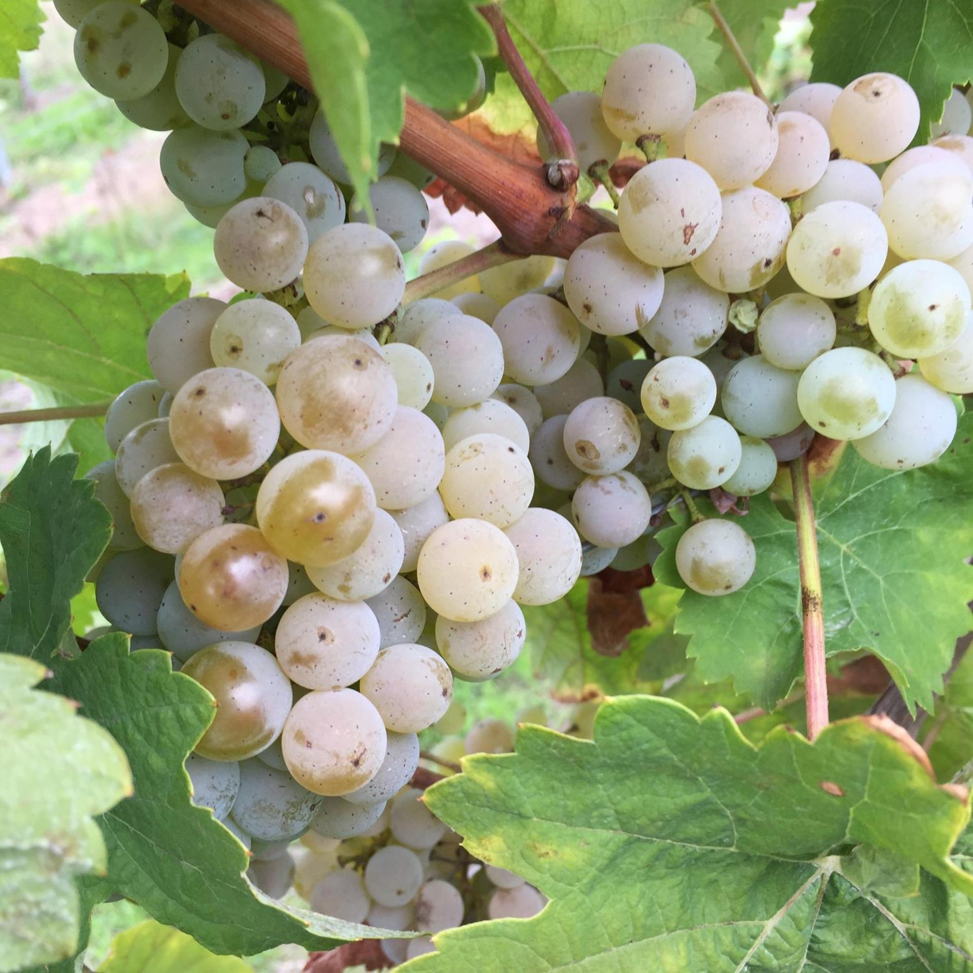 Ferienweingut Willems Oberemmel Bagian luar foto