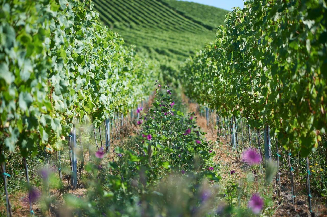 Ferienweingut Willems Oberemmel Bagian luar foto